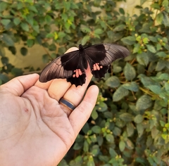 Heraclides anchisiades capys