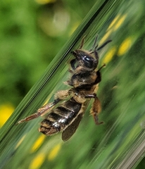 Andrena thaspii
