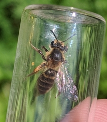 Andrena thaspii