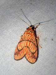 Barsine cornicornutata