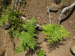 Pteridium aquilinum decompositum
