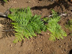 Pteridium aquilinum decompositum