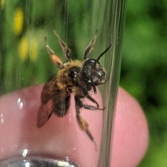Andrena thaspii