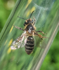 Andrena thaspii