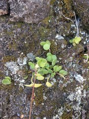Peperomia tetraphylla