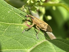Lixus concavus