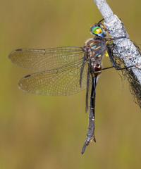 Somatochlora walshii