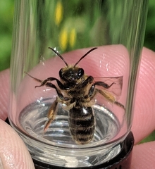 Andrena thaspii