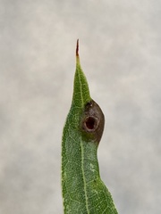 Dryocosmus quercusnotha