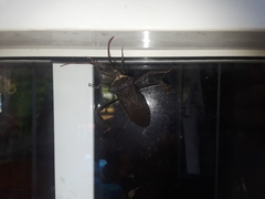 Acanthocephala declivis