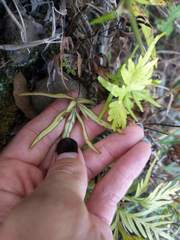 Doryopteris subdecipiens