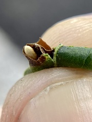 Dryocosmus quercusnotha