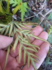 Doryopteris subdecipiens