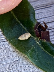 Dryocosmus quercusnotha