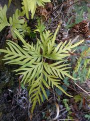 Doryopteris subdecipiens