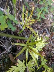 Doryopteris subdecipiens