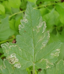 Phytomyza spondylii group