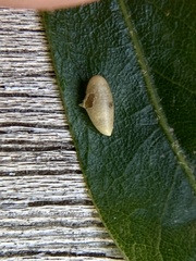 Dryocosmus quercusnotha