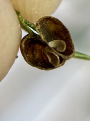 Dryocosmus quercusnotha