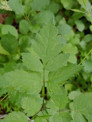 Phytomyza spondylii group