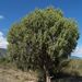 Juniperus flaccida - Photo (c) CARLOS VELAZCO, osa oikeuksista pidätetään (CC BY-NC)