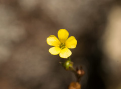 Linum trigynum