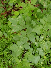 Phytomyza spondylii group