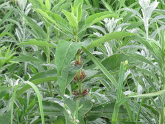 Triosteum perfoliatum