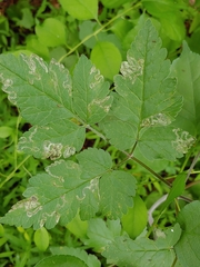 Phytomyza spondylii group