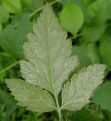 Phytomyza spondylii group