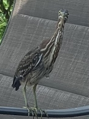 Butorides virescens image