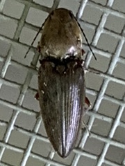 Cardiophorus convexus