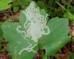 Phytomyza loewii group