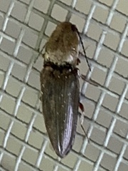 Cardiophorus convexus