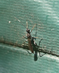 Xoridinae