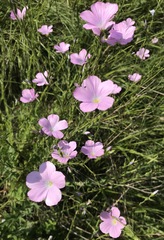 Linum viscosum