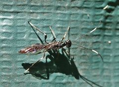 Xoridinae