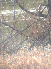 Pyrocephalus rubinus