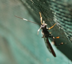 Xoridinae