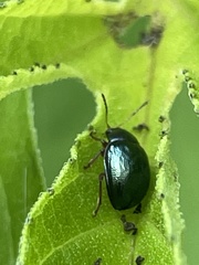 Leptinotarsa haldemani