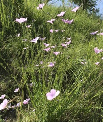 Linum viscosum