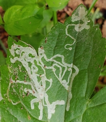 Phytomyza loewii group