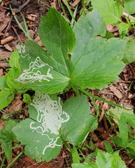 Phytomyza loewii group