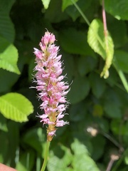 Bistorta officinalis