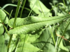 Bistorta officinalis