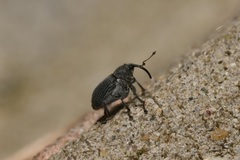 Ceutorhynchus obstrictus