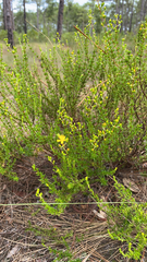 Hypericum tenuifolium