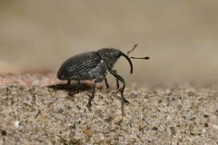 Ceutorhynchus obstrictus