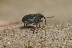 Ceutorhynchus obstrictus