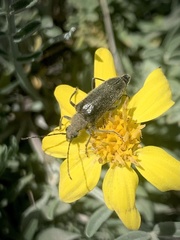 Cortodera